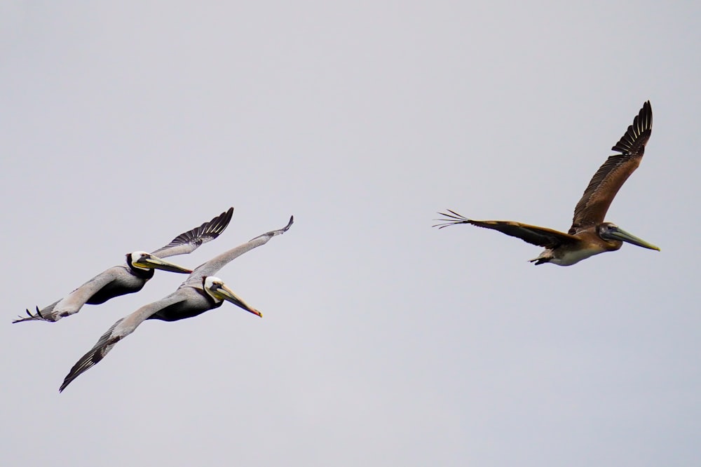 a flock of birds flying through a cloudy sky