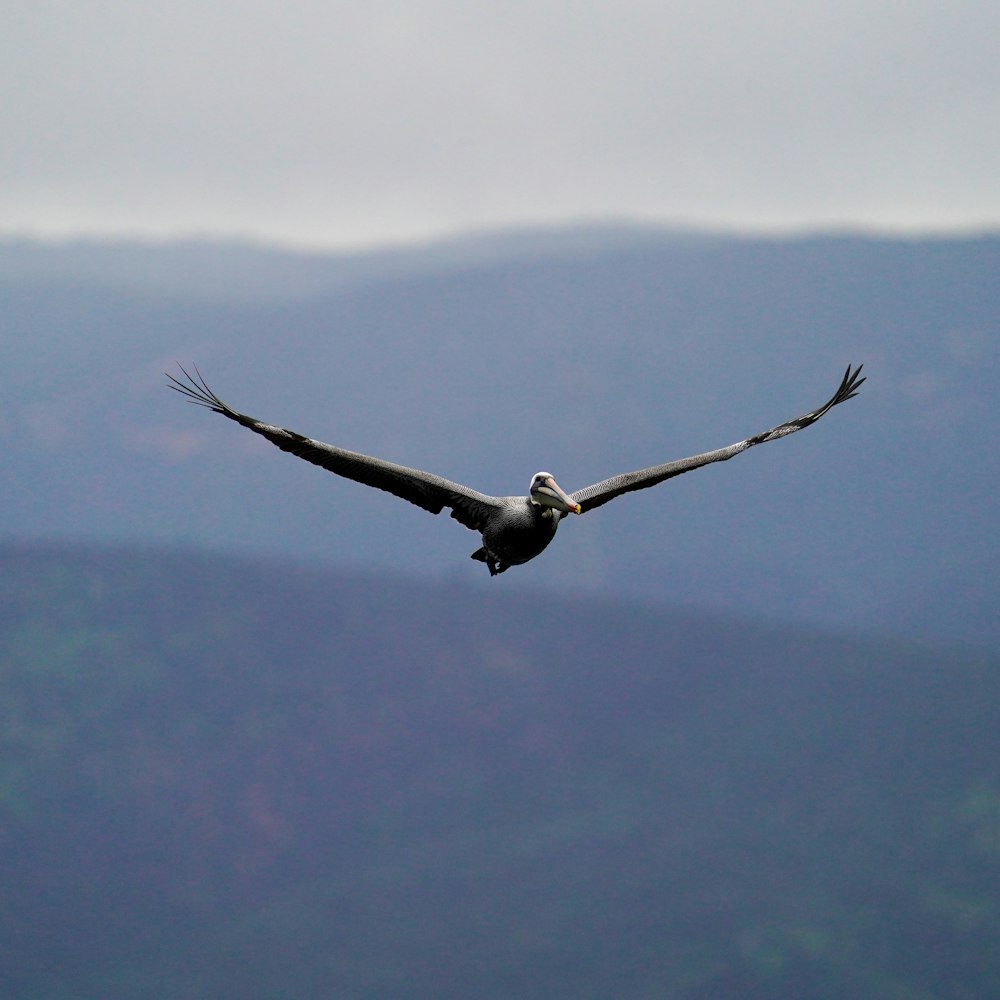 a large bird flying through the air with mountains in the background