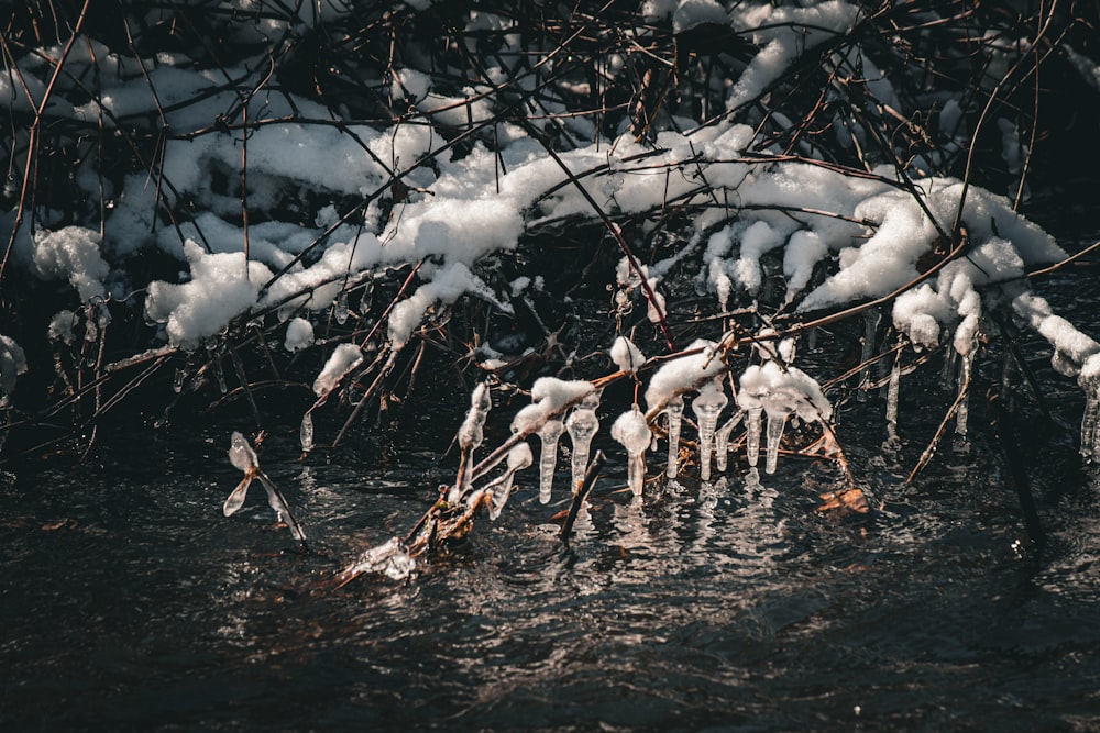 a bunch of ice hanging from a tree branch