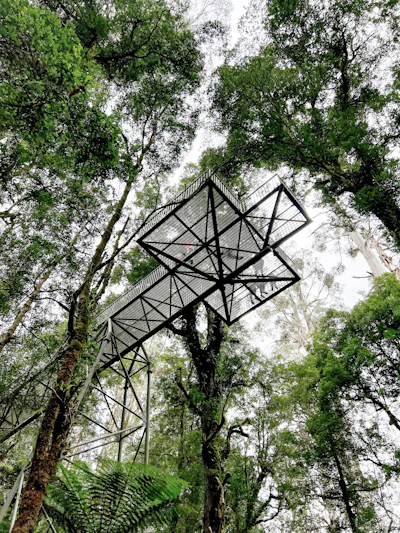 A canopy walkway through rainforest trees