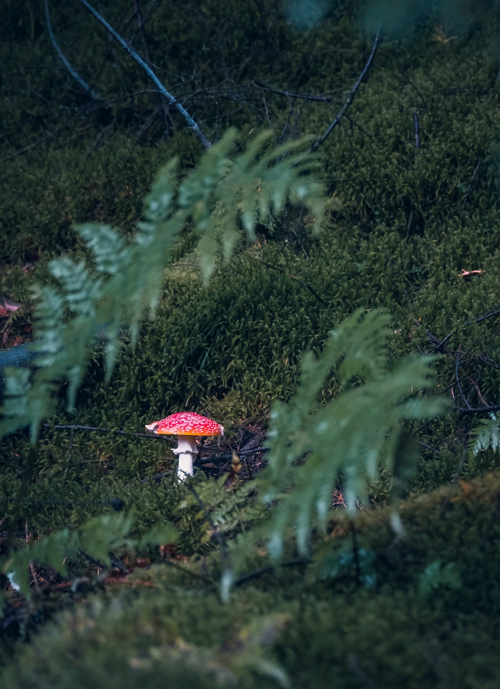 a mushroom sitting on top of a lush green forest