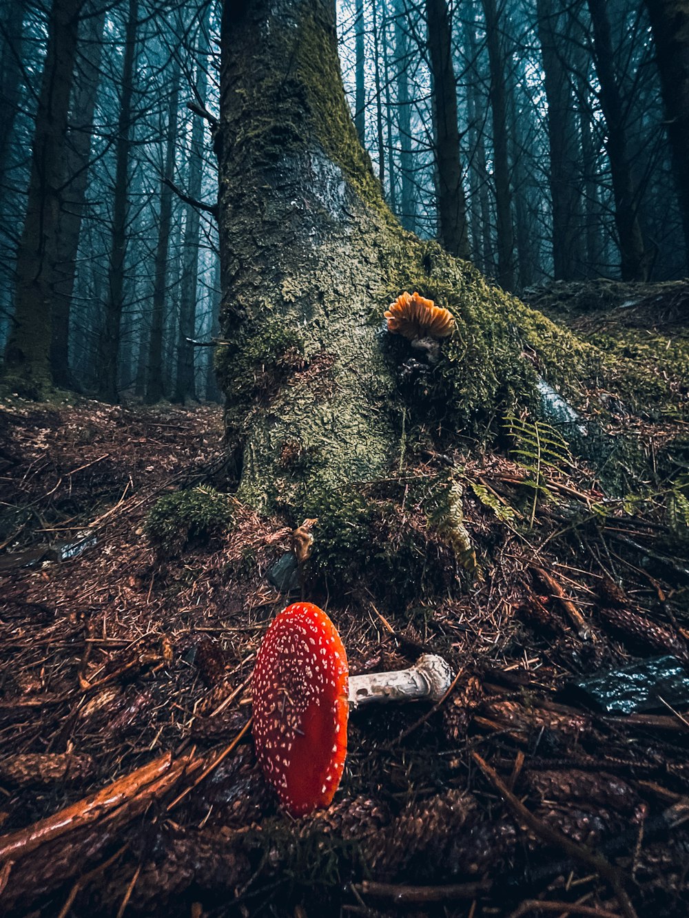 a red mushroom sitting on top of a forest floor