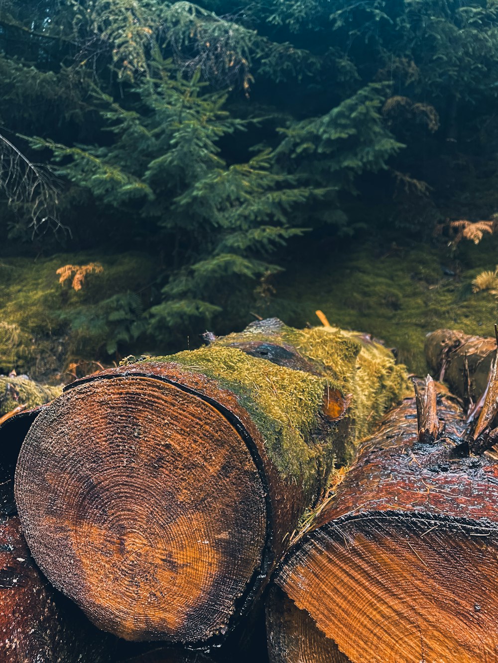 a pile of logs sitting in the middle of a forest