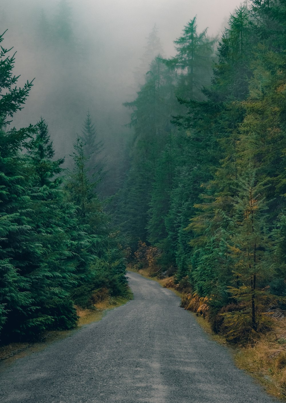 a road surrounded by trees in the middle of a forest