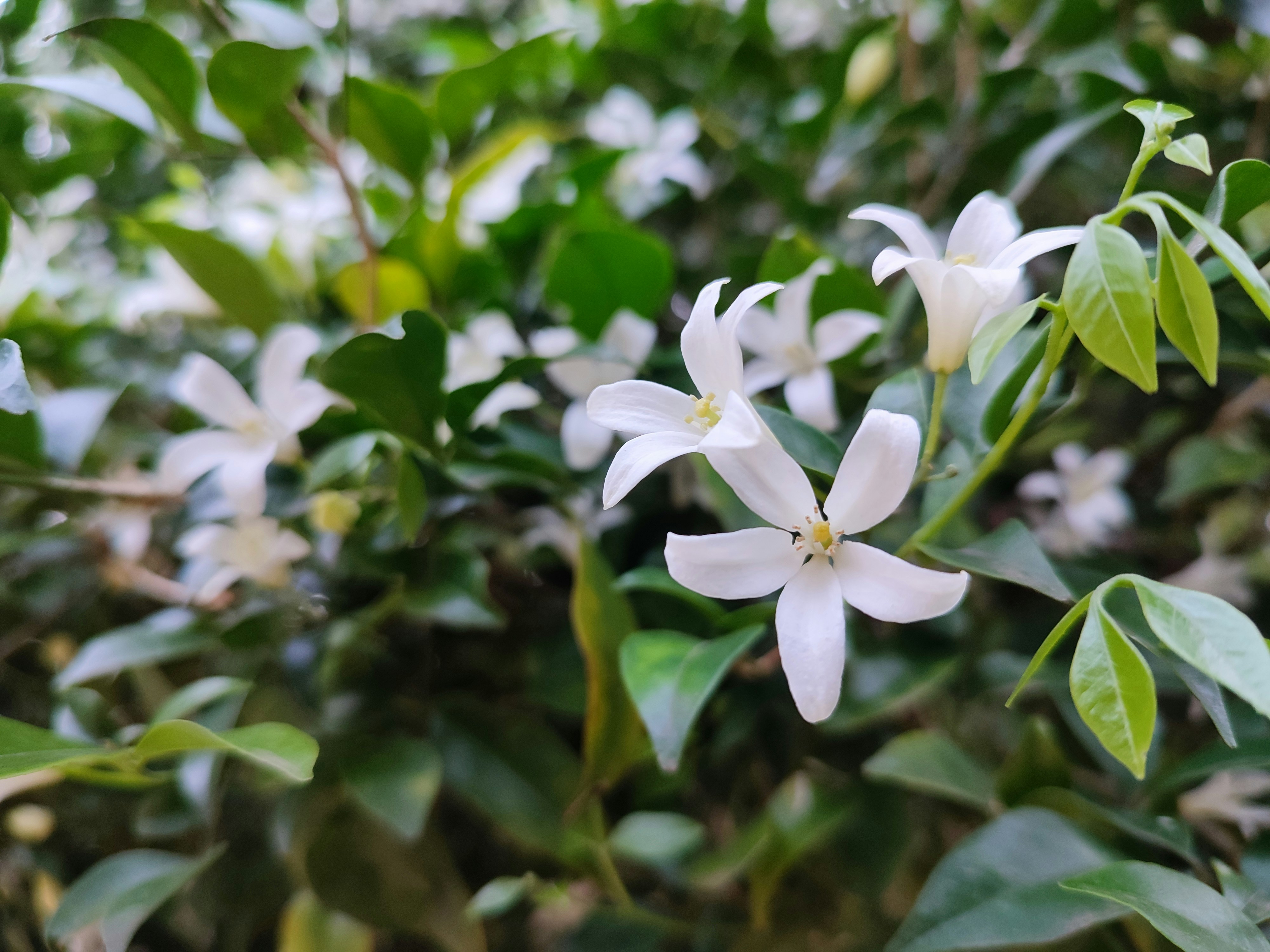 Photo by kavicreations