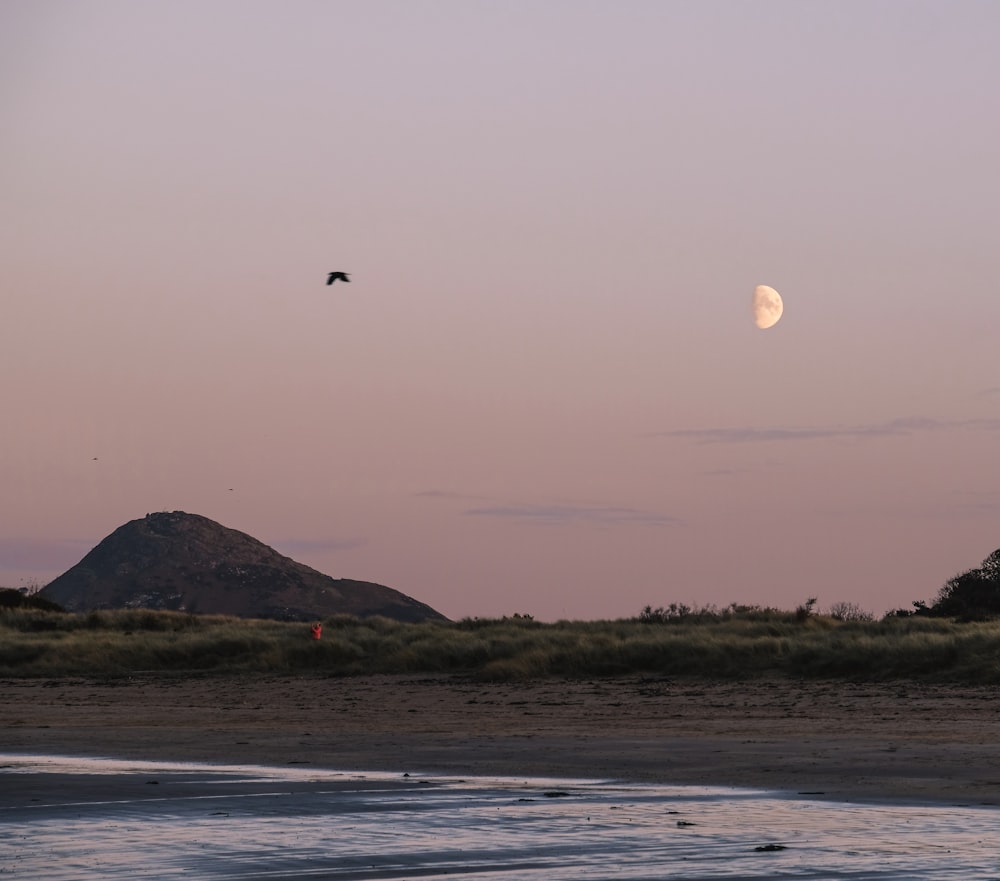 a bird flying in the sky over a beach