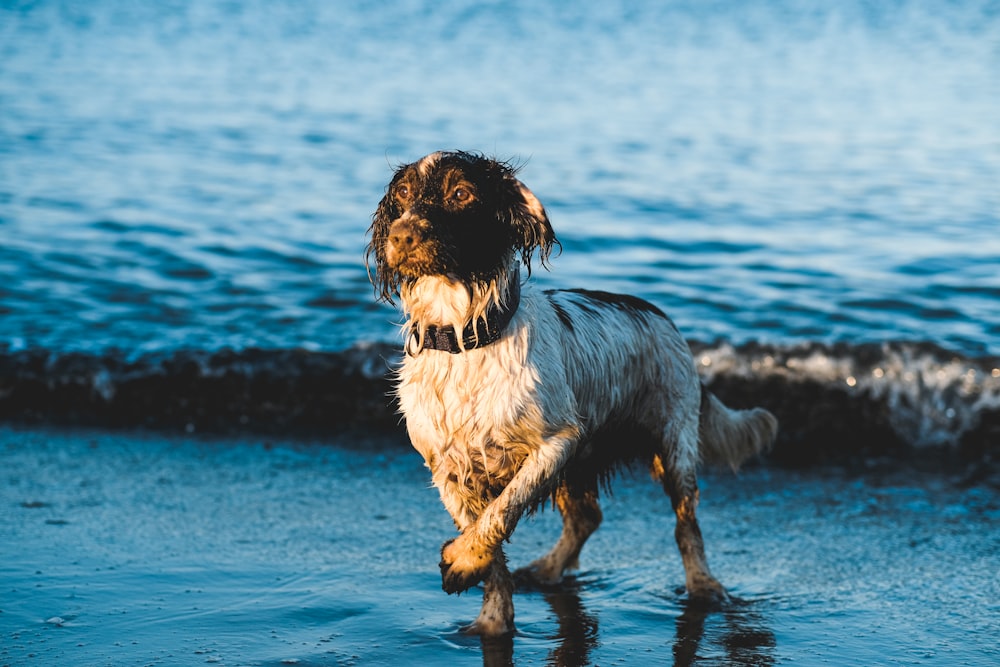 a wet dog walking on a beach next to the ocean