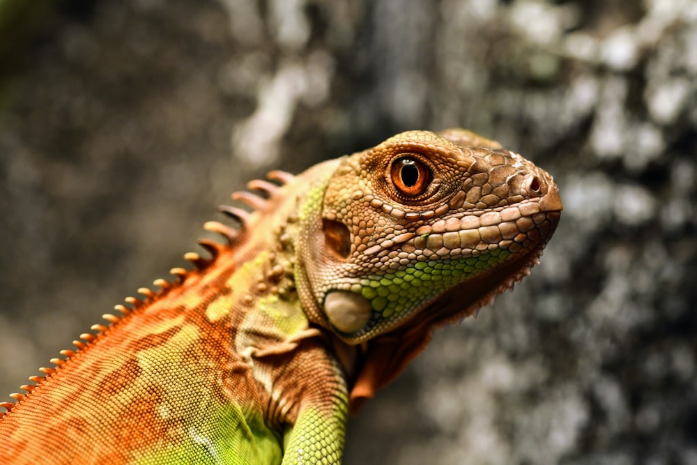 a close up of a lizard on a rock