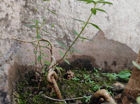 A close-up view of a small plant with slender green leaves and tiny buds growing in a textured, earthy environment. The background features a rough, light-colored wall, adding contrast to the lush greenery. Twisted roots are visible, anchoring the plant into the moss-covered soil.