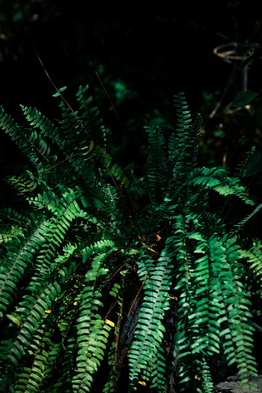 a green plant with lots of leaves in the dark