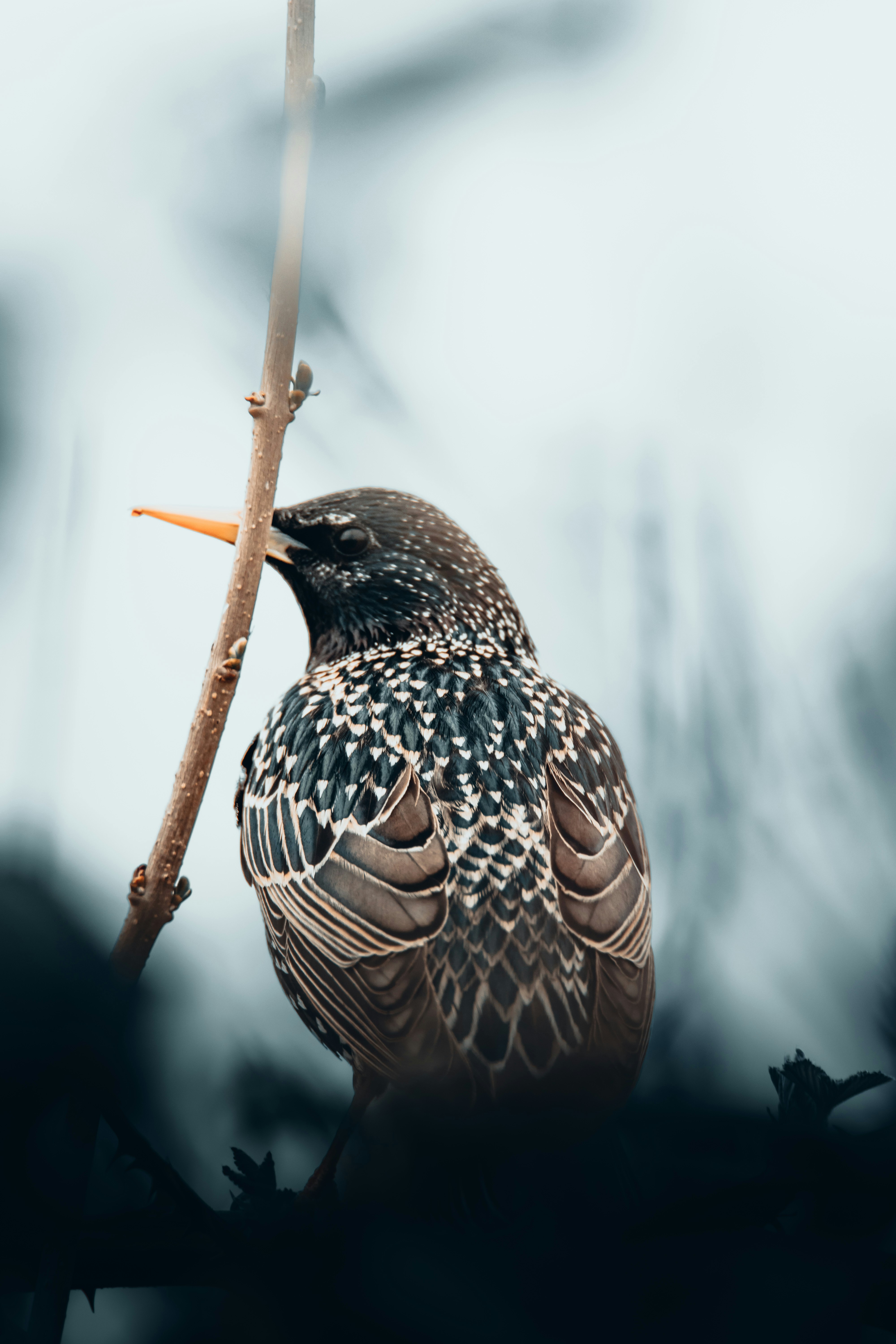 Photo by esmirbilali