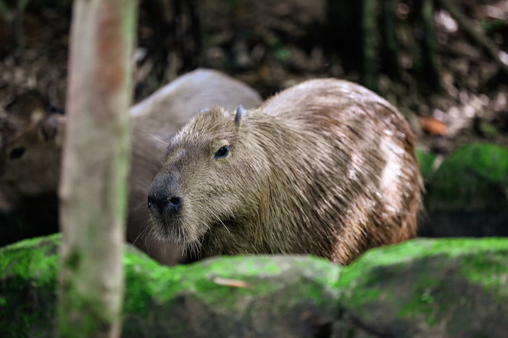 a close up of a capybara near a tree