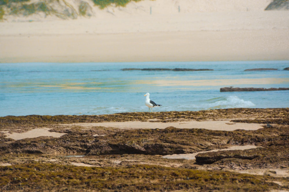 a seagull standing on a rocky beach near the ocean