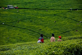 Three people stand in a vast, lush green tea plantation. The individuals are dressed in casual clothing and are seen from behind, gazing over the expansive fields. Numerous workers are visible in the distance, scattered across the plantation, tending to the crops. A vehicle is parked at the edge of the field.