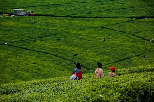 Three people stand in a vast, lush green tea plantation. The individuals are dressed in casual clothing and are seen from behind, gazing over the expansive fields. Numerous workers are visible in the distance, scattered across the plantation, tending to the crops. A vehicle is parked at the edge of the field.