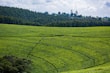 A vast tea plantation stretches across rolling hills, with rows of neatly arranged tea plants in vibrant green colors. In the distance, a dense forest forms the backdrop under a partly cloudy sky. Small figures can be seen scattered throughout the field, likely workers picking tea leaves.
