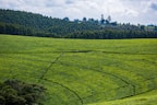 A vast tea plantation stretches across rolling hills, with rows of neatly arranged tea plants in vibrant green colors. In the distance, a dense forest forms the backdrop under a partly cloudy sky. Small figures can be seen scattered throughout the field, likely workers picking tea leaves.