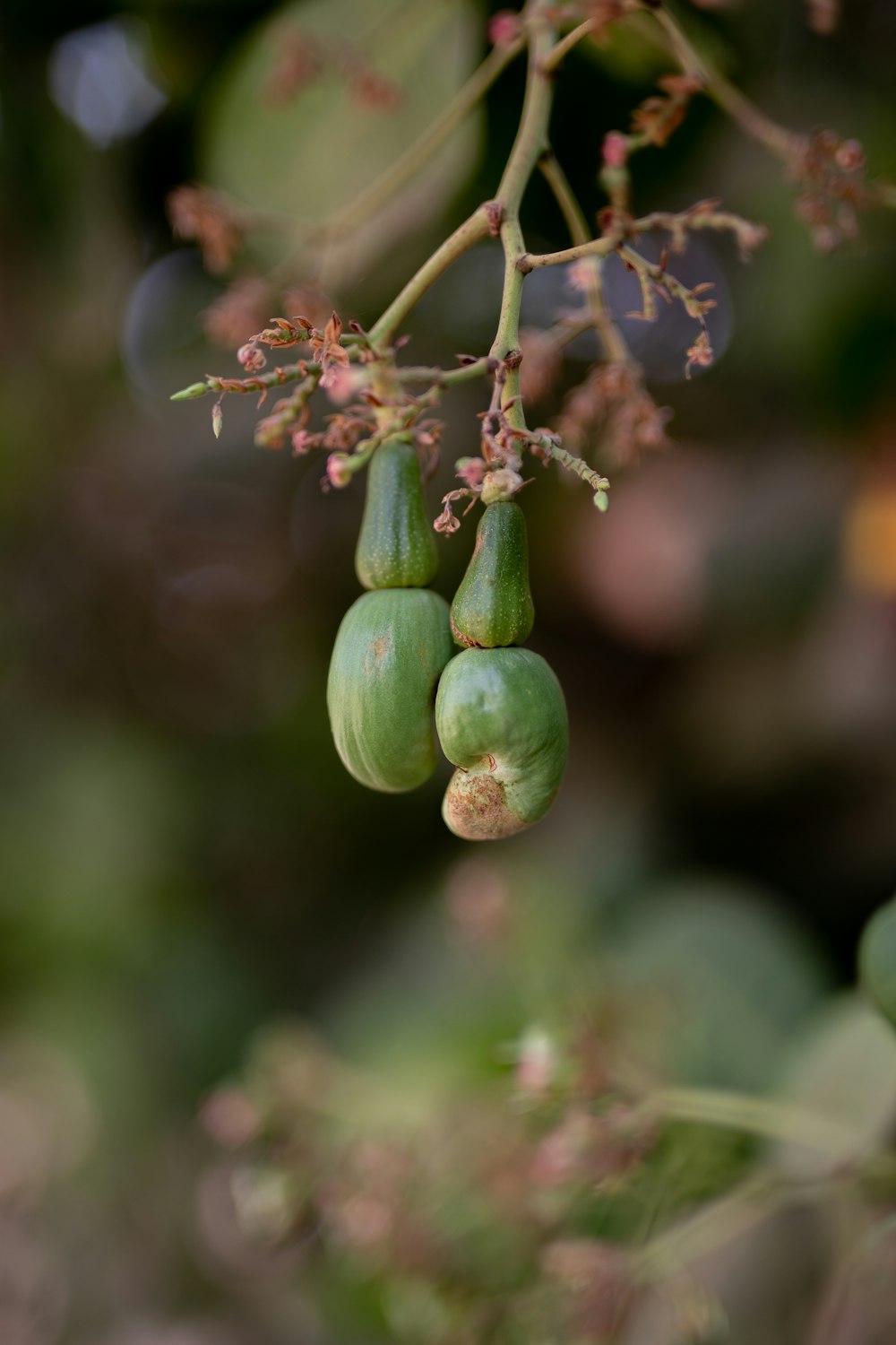 three green fruits hanging from a tree branch