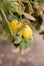 Close-up of golden cashew nuts freshly harvested from the tree with green leaves.