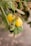 A close-up view of a cashew apple with ripe yellow fruit and attached cashew nuts. The branches and leaves are visible around the fruit, with some dry flowers. The background is blurred, focusing attention on the cashew apples and nuts.