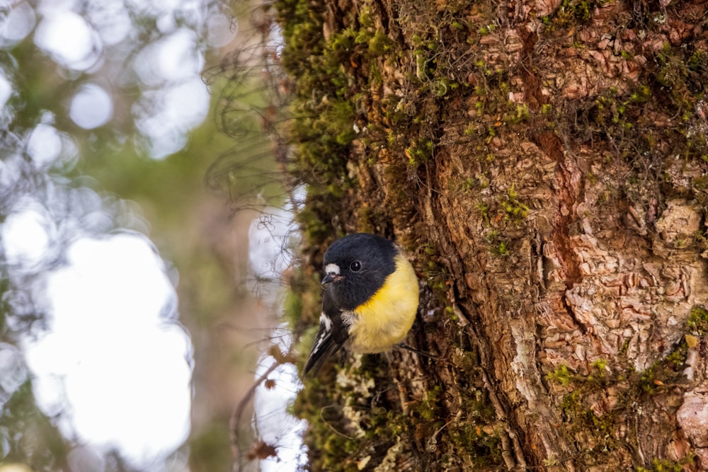 a small yellow and black bird perched on a tree