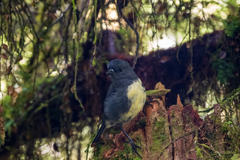 a bird perched on a tree stump in a forest