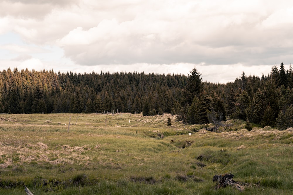 a grassy field with trees in the background