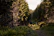 A cyclist riding through a lush mountain trail at sunrise, showcasing adventure and freedom.