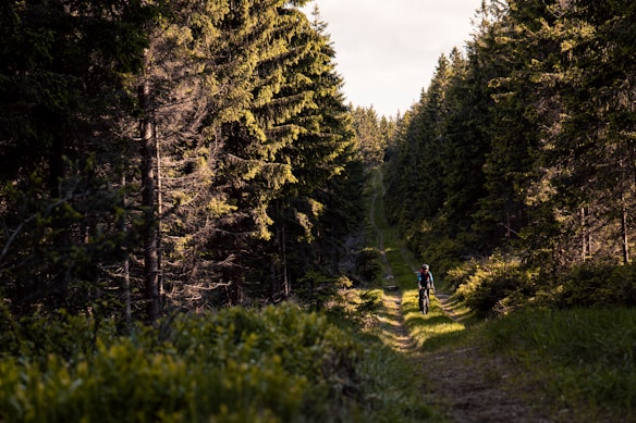 A cyclist rides along a narrow, grassy trail through a serene forest. Tall pine trees with dense foliage flank the path, casting shadows and filtering the sunlight. The scene conveys a sense of solitude and immersion in nature.