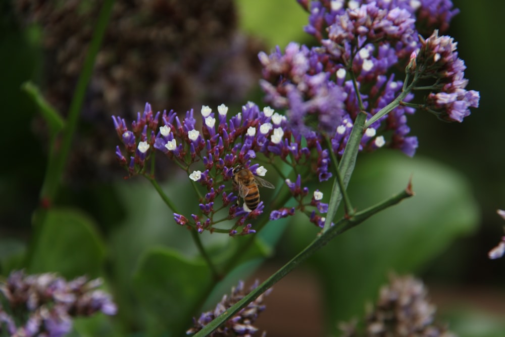 a close up of a purple flower with a bee on it