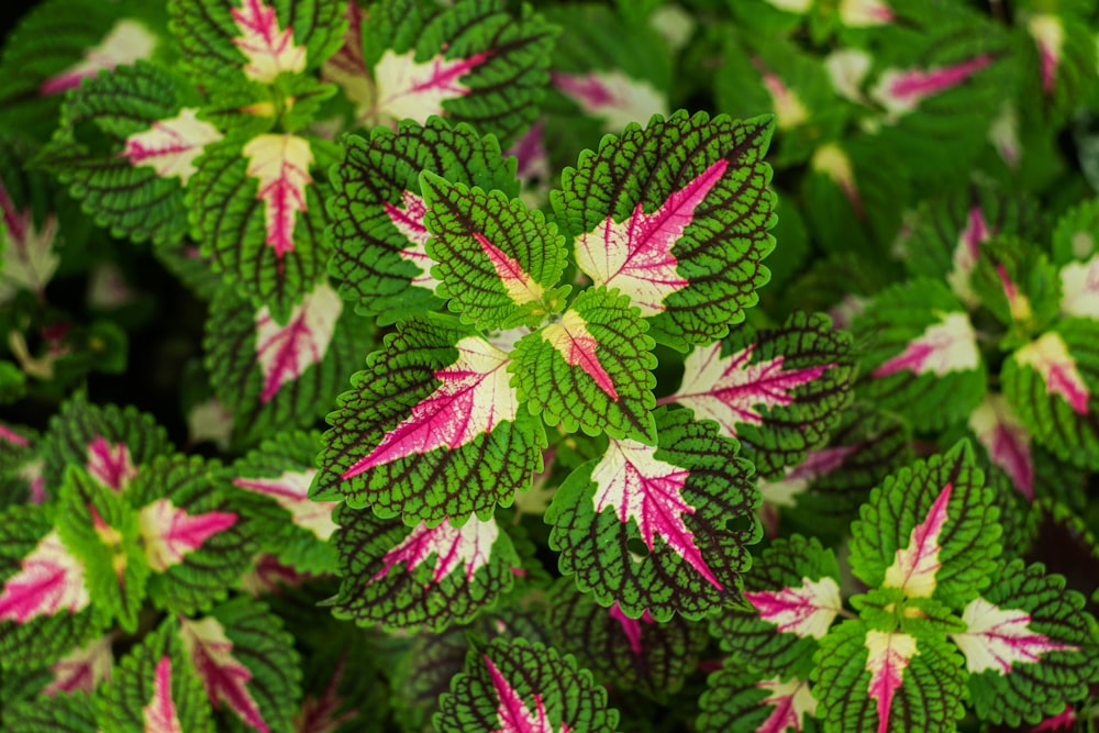 a close up of a green and pink plant