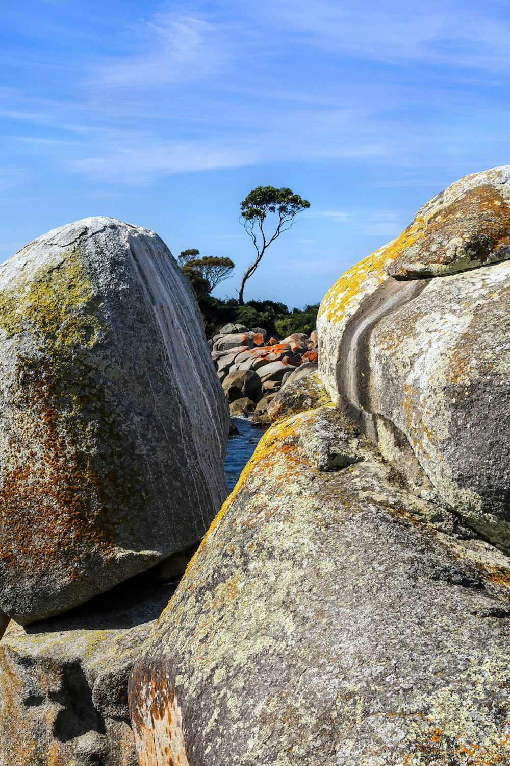 a tree is growing out of the rocks