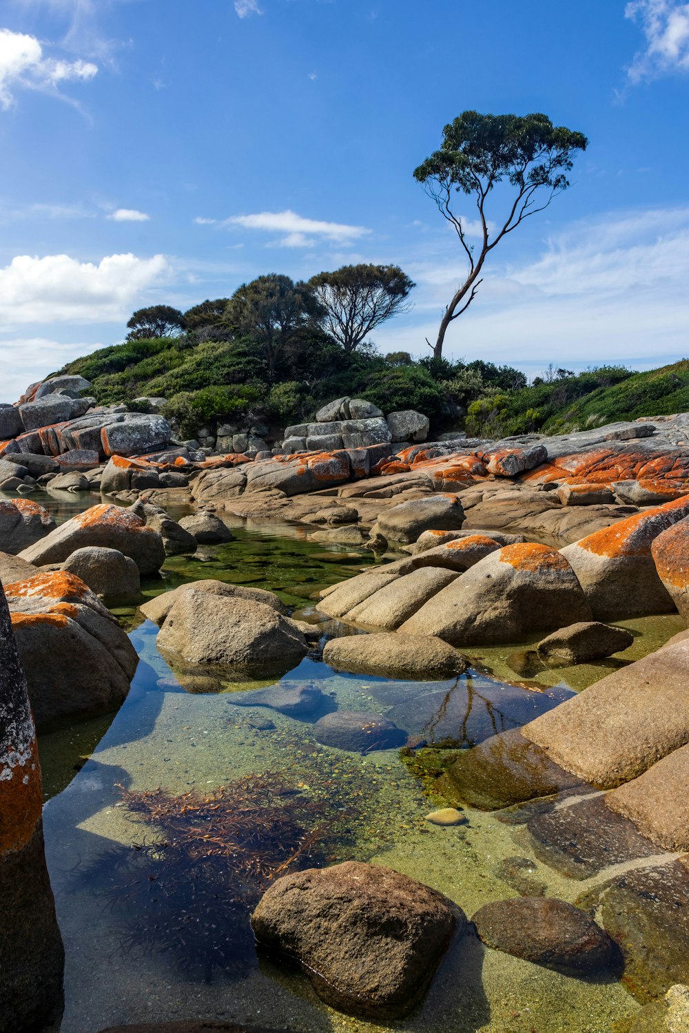 a rocky beach with a tree in the distance