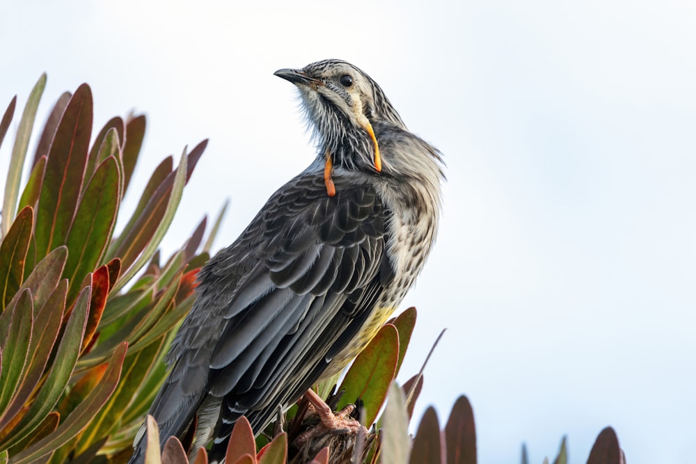 a bird perched on top of a green plant