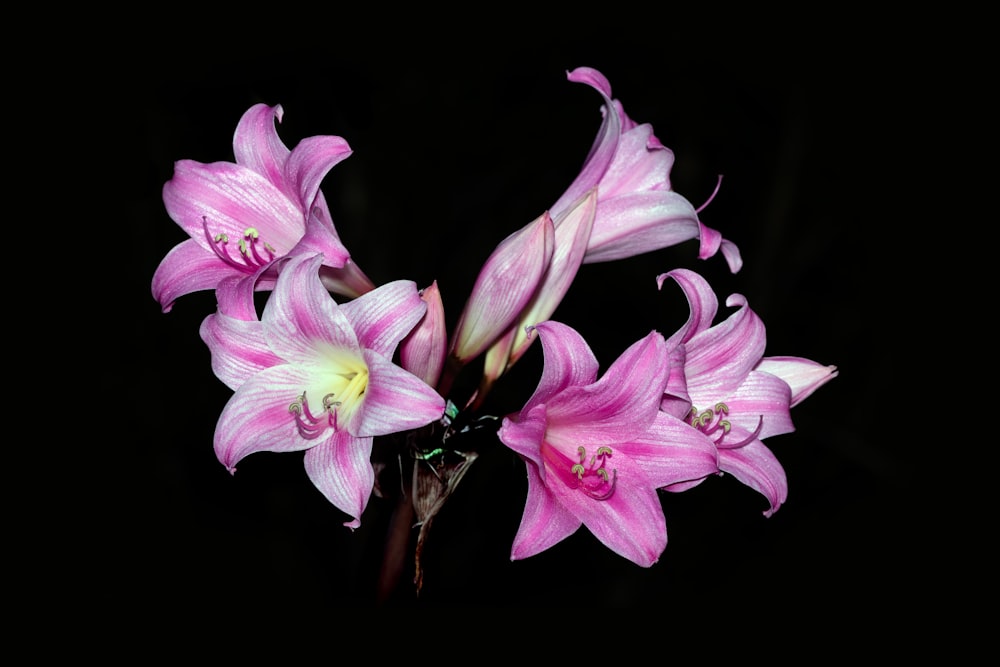 a bunch of pink flowers on a black background