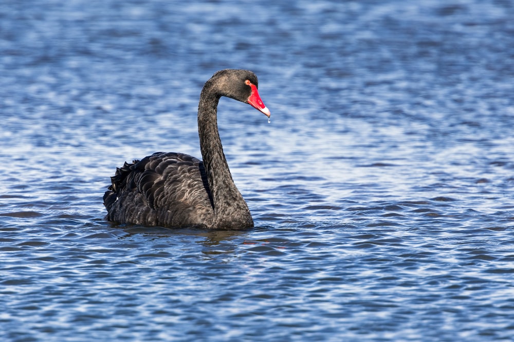 a black swan floating on top of a body of water