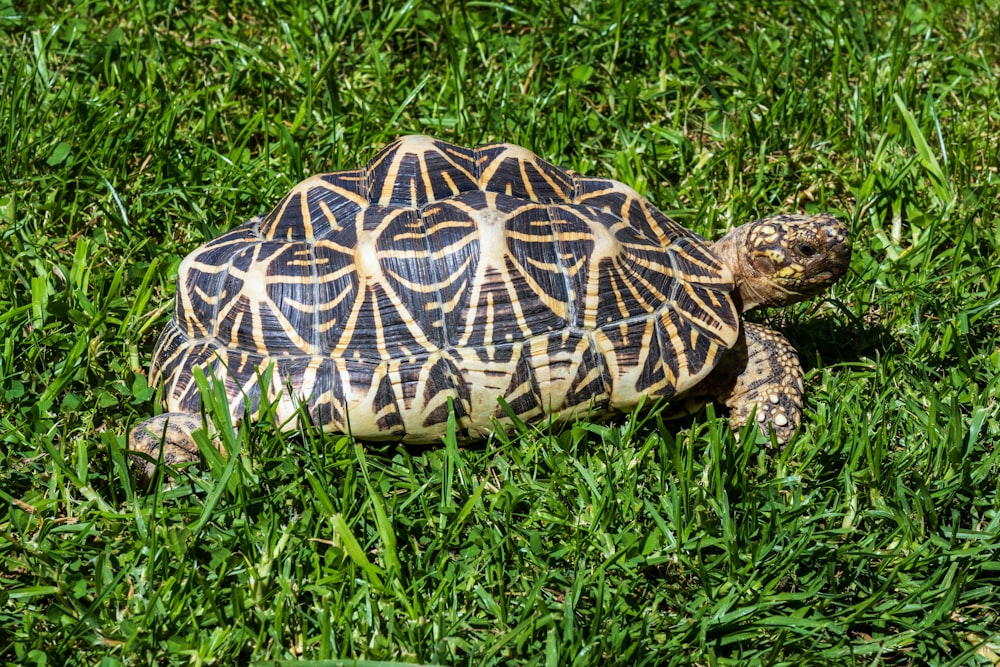 a small turtle is walking through the grass