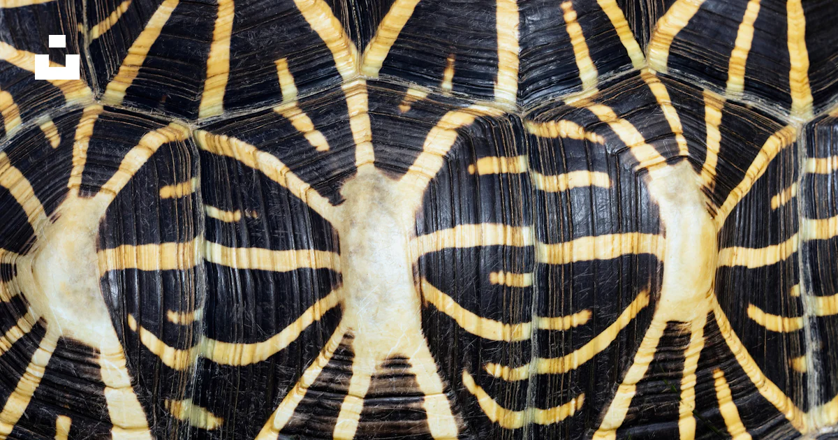 A close up of a turtle's shell with a smile on it's photo – Free West ...