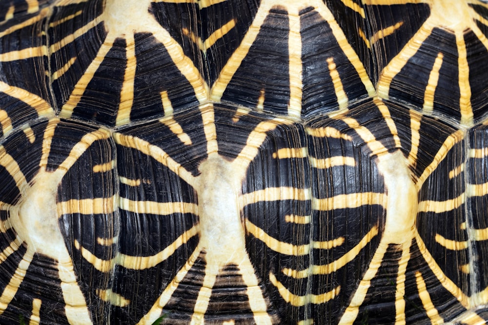 a close up of a turtle's shell with a smile on it's