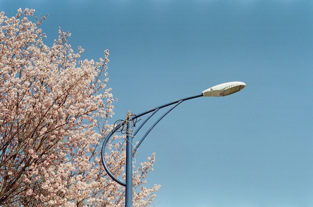 un lampione seduto accanto a un albero in fiore