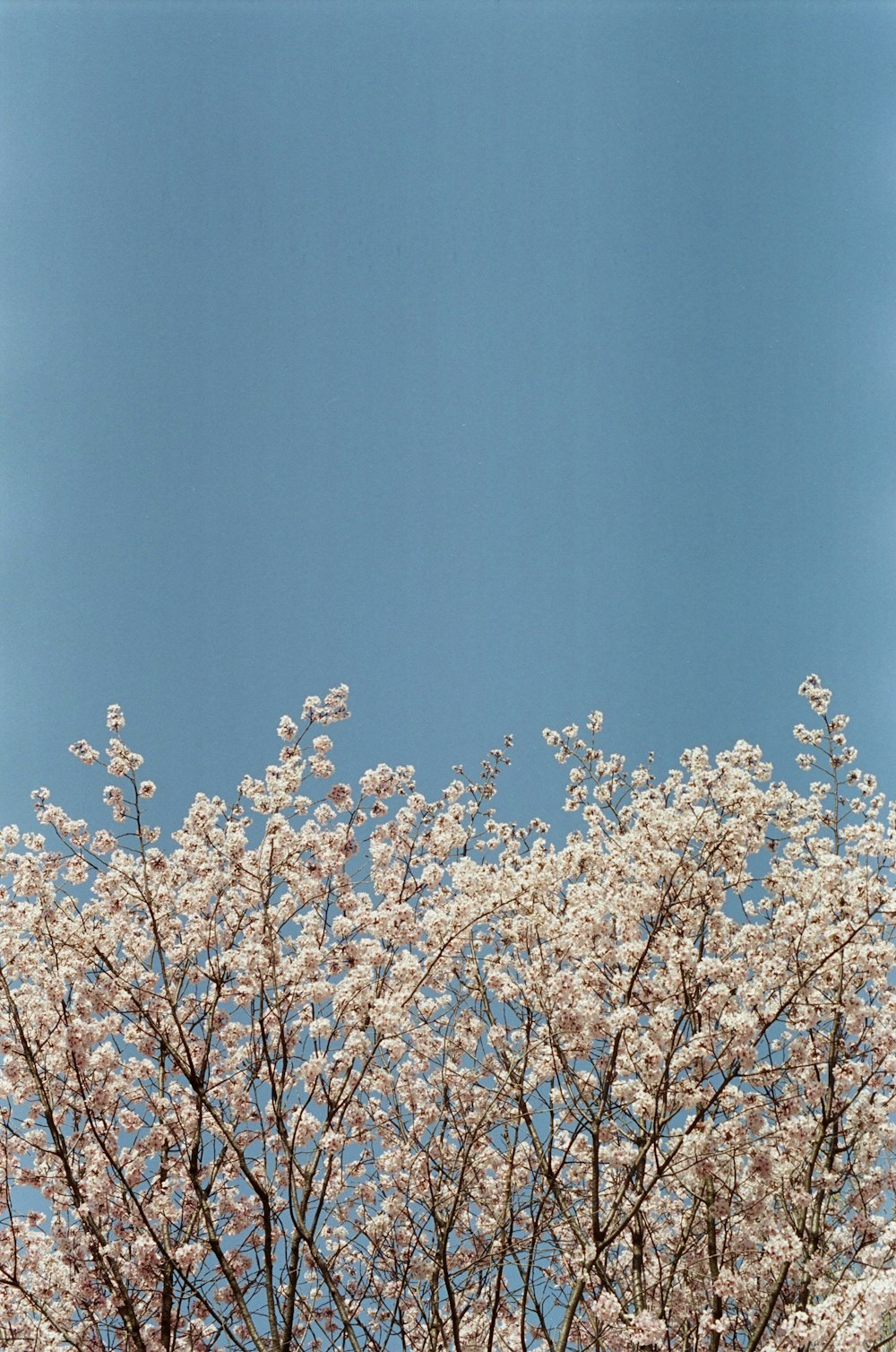 a tree with white flowers and a blue sky in the background