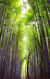 a path through a bamboo forest with lots of trees