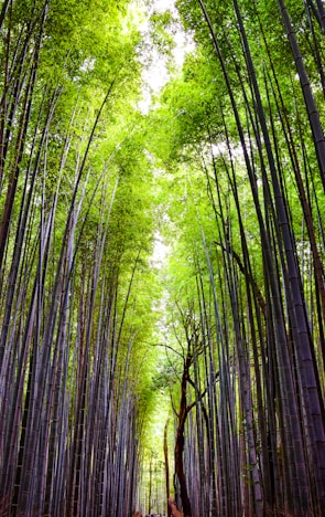 a path through a bamboo forest with lots of trees