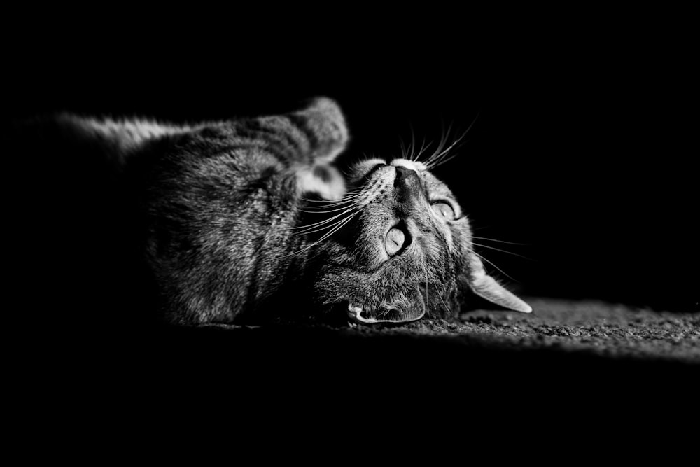 a black and white photo of a cat laying down