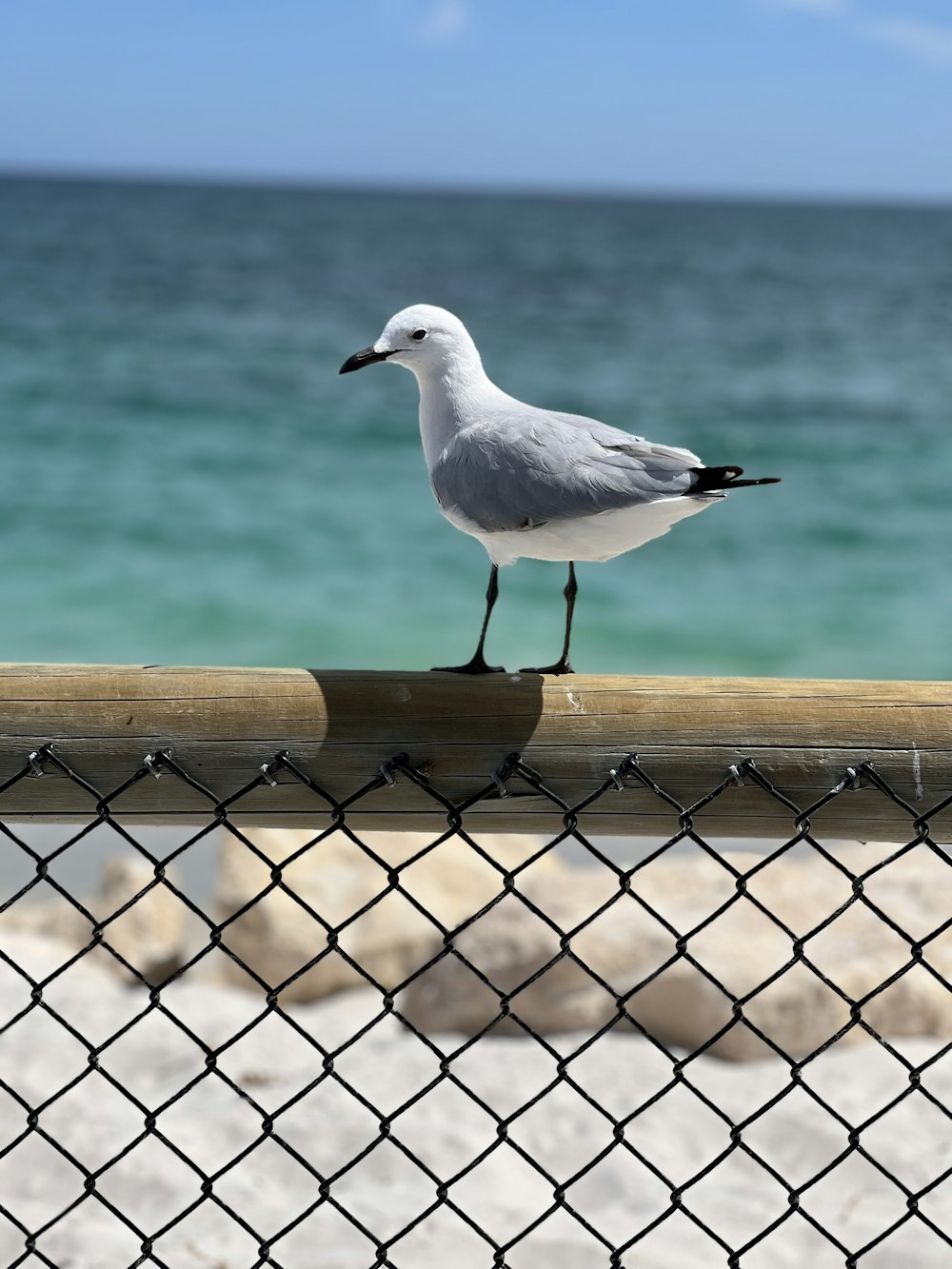 a seagull standing on a fence next to the ocean