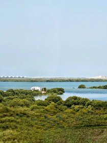 a large body of water surrounded by trees and grass