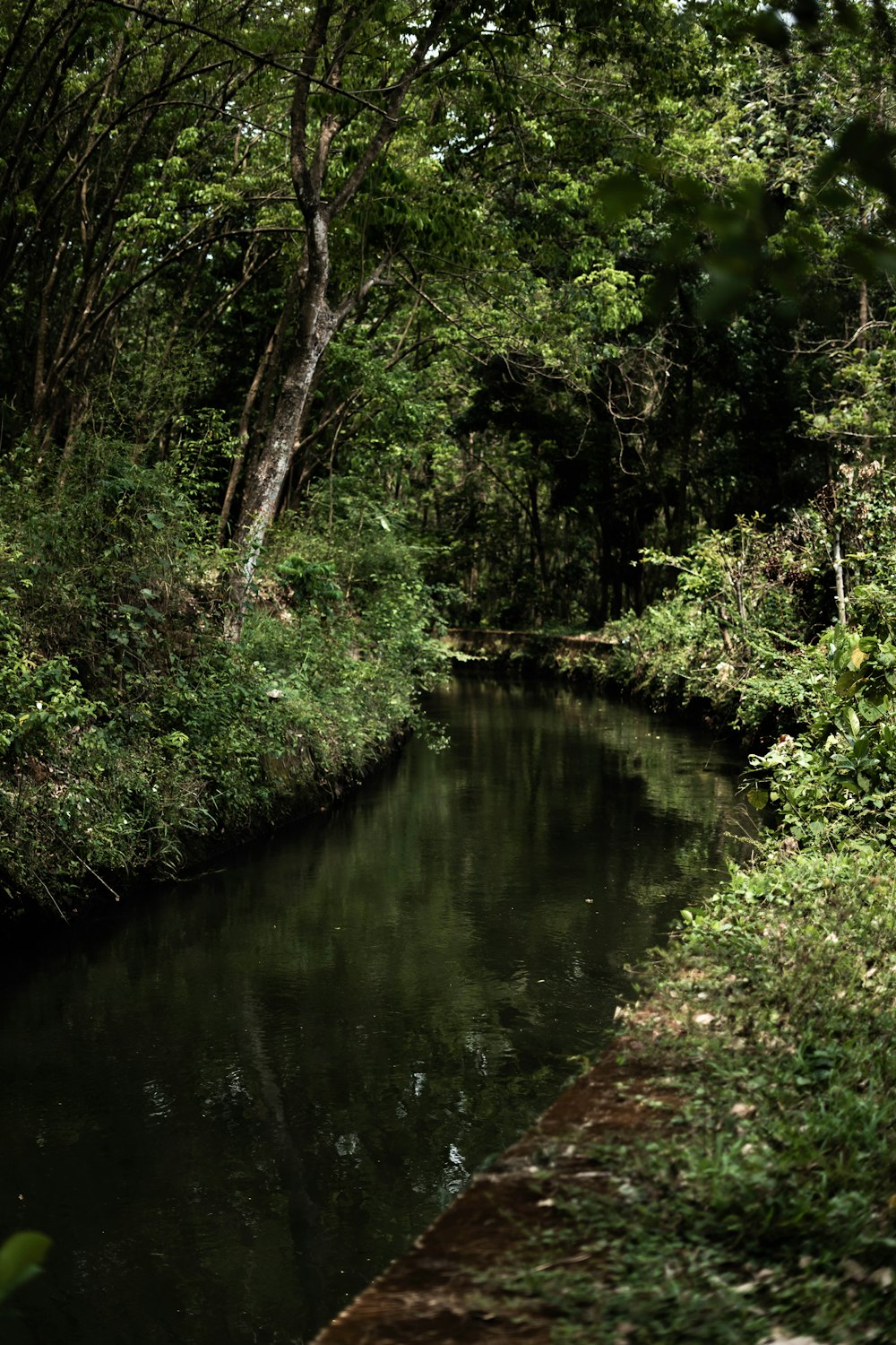 a river running through a lush green forest