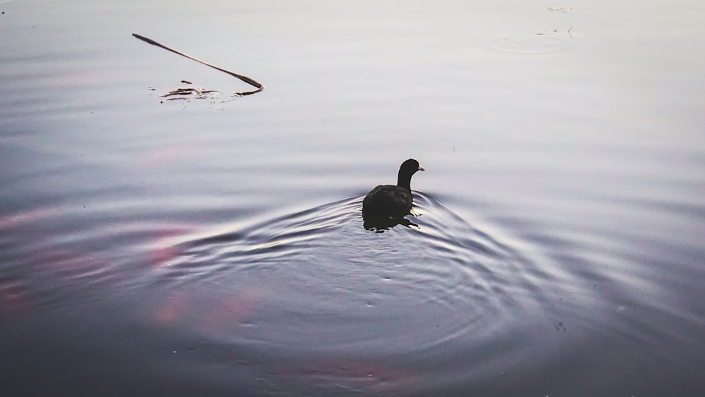 a black duck swimming in a lake next to a stick