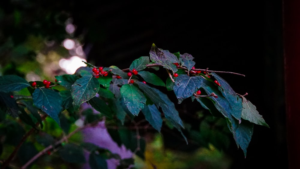 a branch with red berries and green leaves