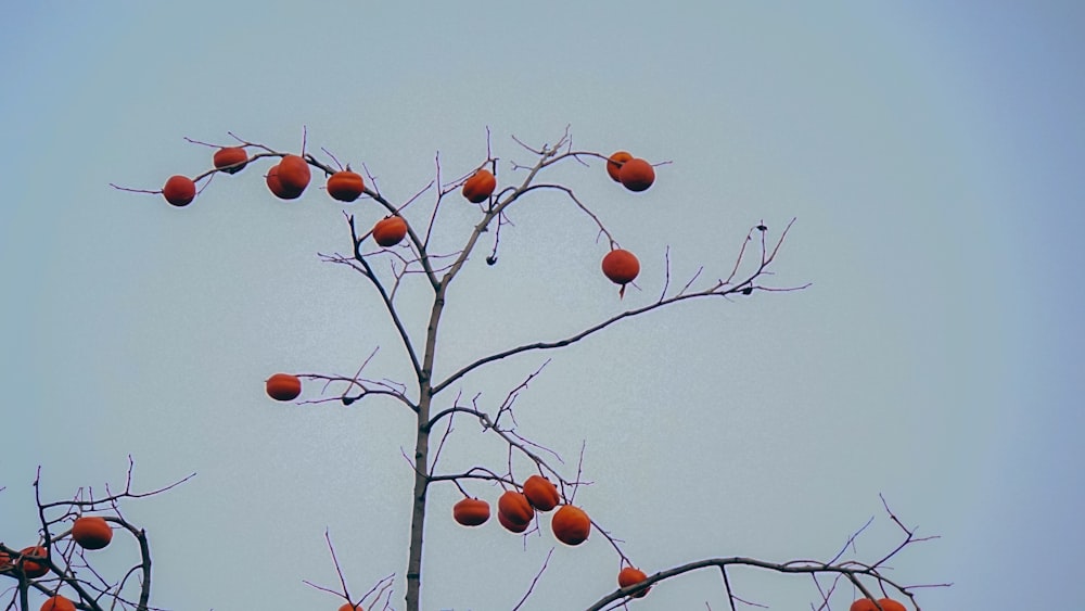 uma árvore com frutos pendurados em seus galhos